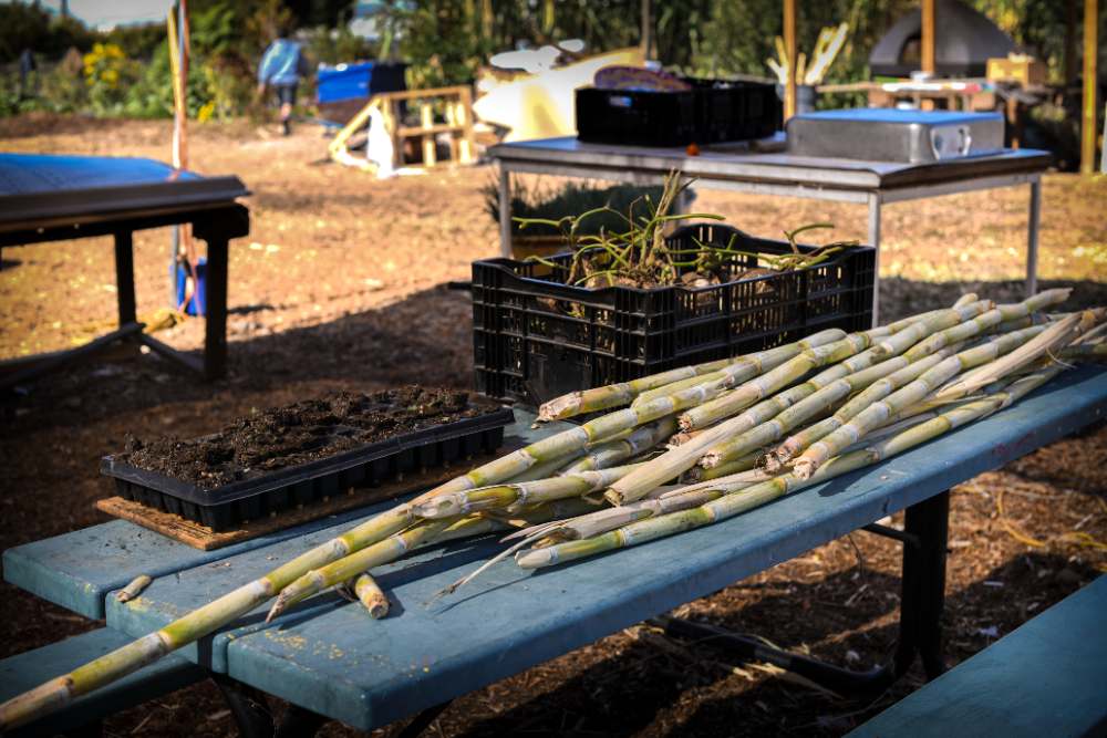 Rows of vegetables growing at a community garden and farm