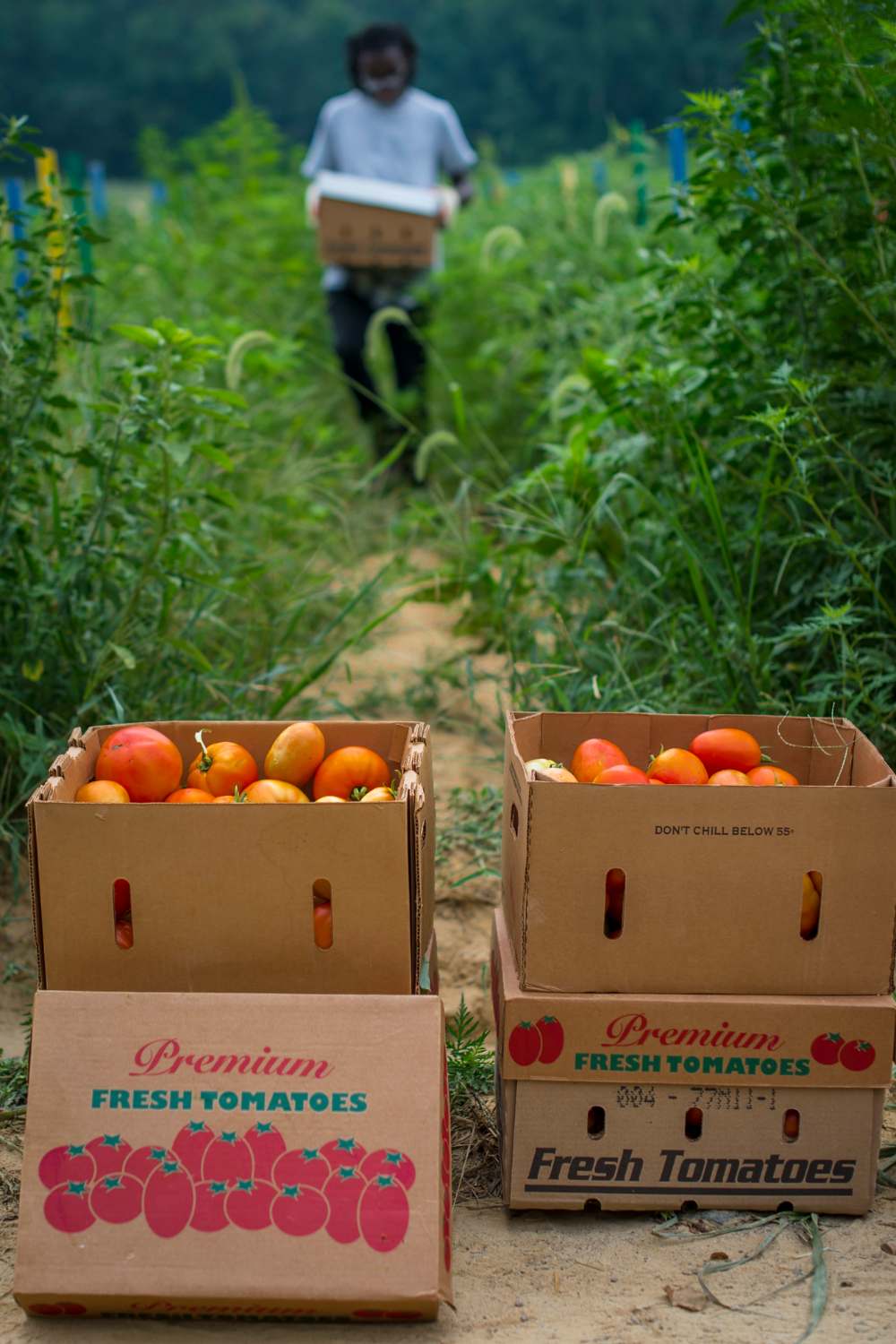 A large harvest of tomatoes gathered in crates at a farm