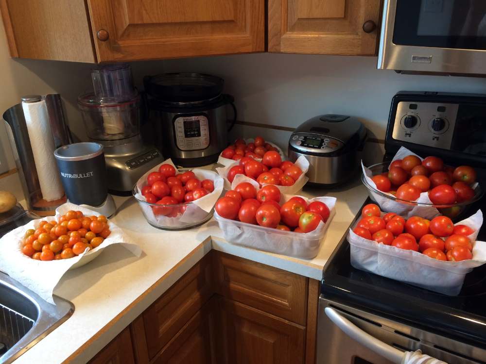 A basket of freshly harvested ripe tomatoes
